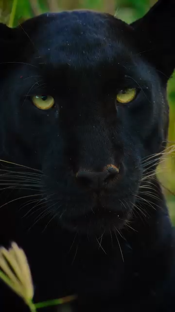 panther