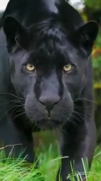 3_panther_move