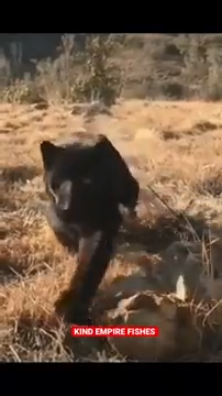 5_panther_attack