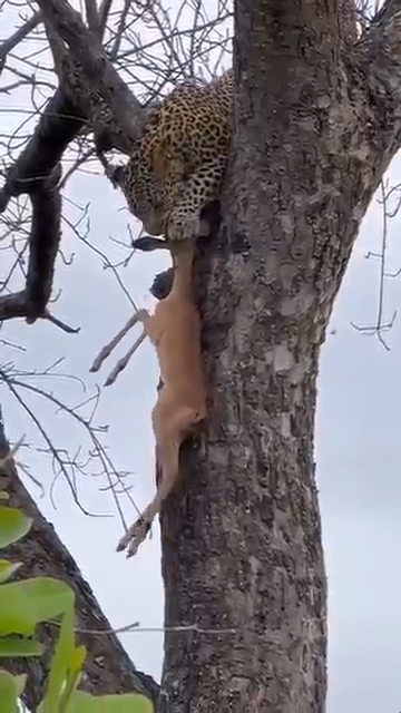 8_jaguar_deer