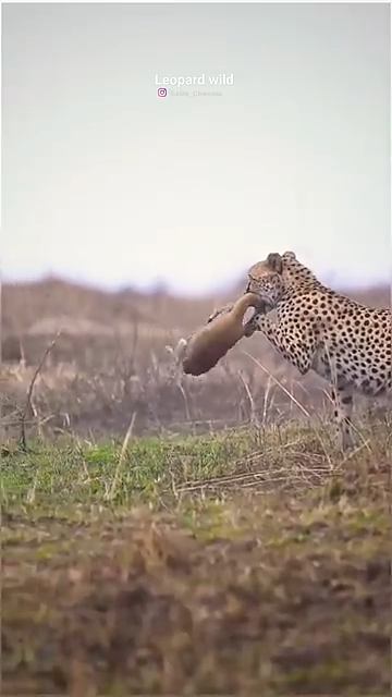 6_leopard_hunt
