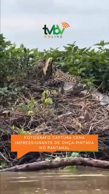 7_jaguar_croc